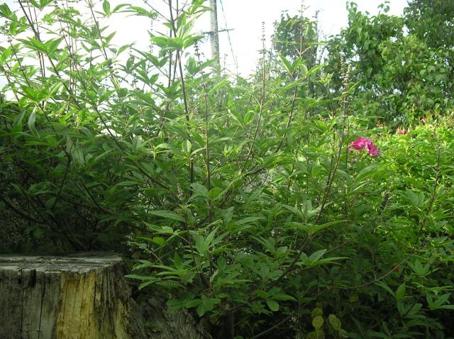 Vitex Agnus Cactus !!! Juillet-2012-001-36465e4